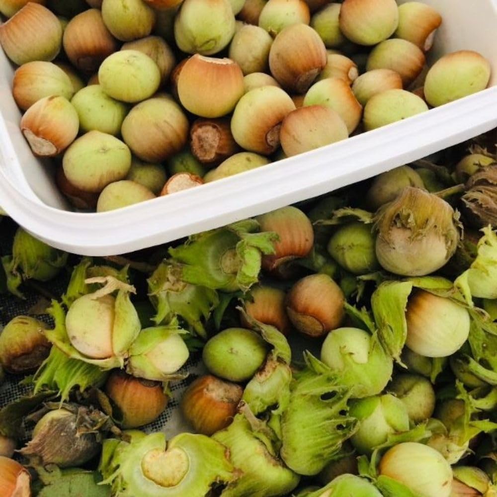 Live American Hazelnut Tree Plant in 3 Gallon Pot, Hazelnut Plant Live 2-3ft Tall, Hardy Nut Tree for Planting Outdoor Garden, No Ship to CA