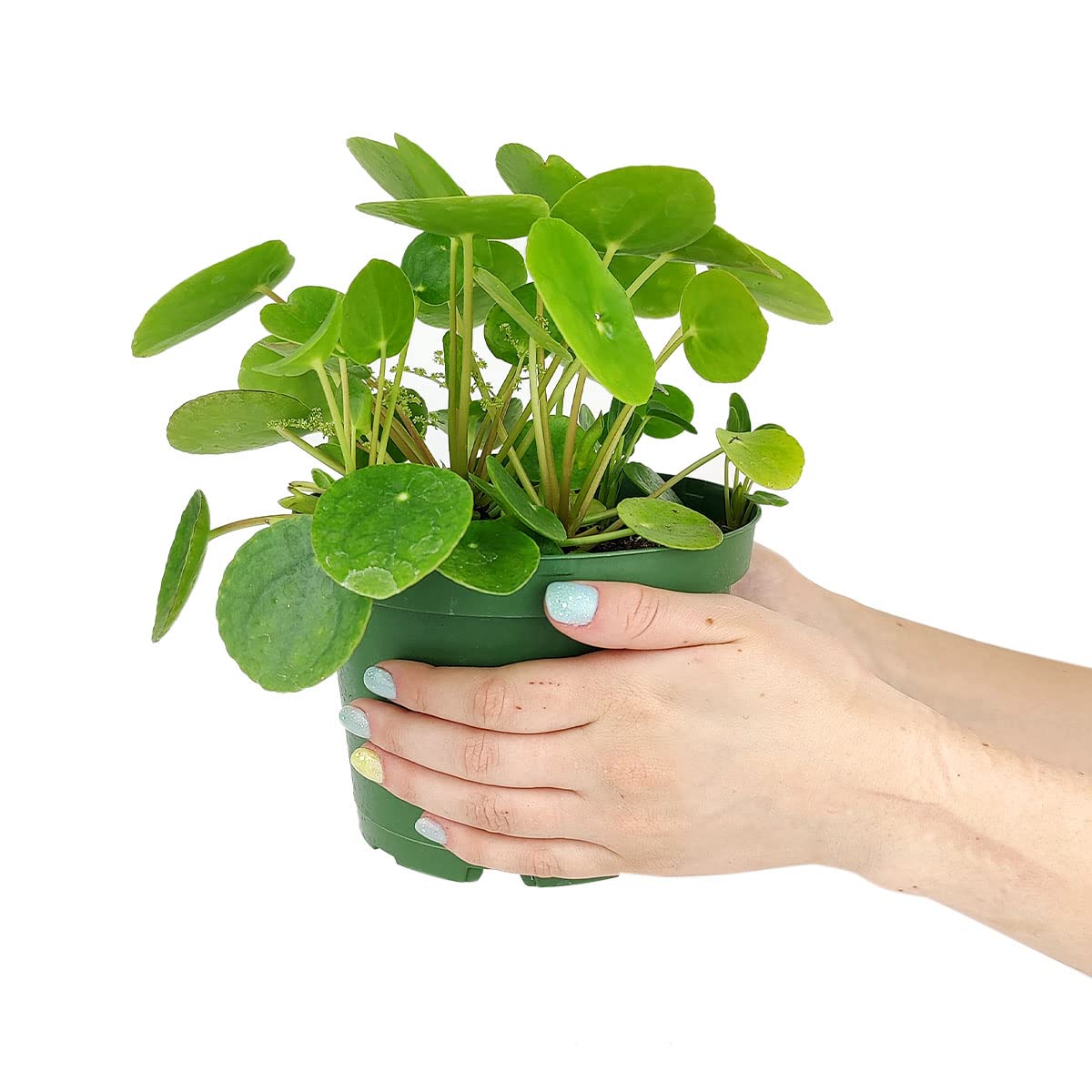 Pilea Peperomioides (4" Grower Pot) - Air-Purifying Bright Light Houseplant - Easy to Care Houseplant Decoration for Office and Apartment