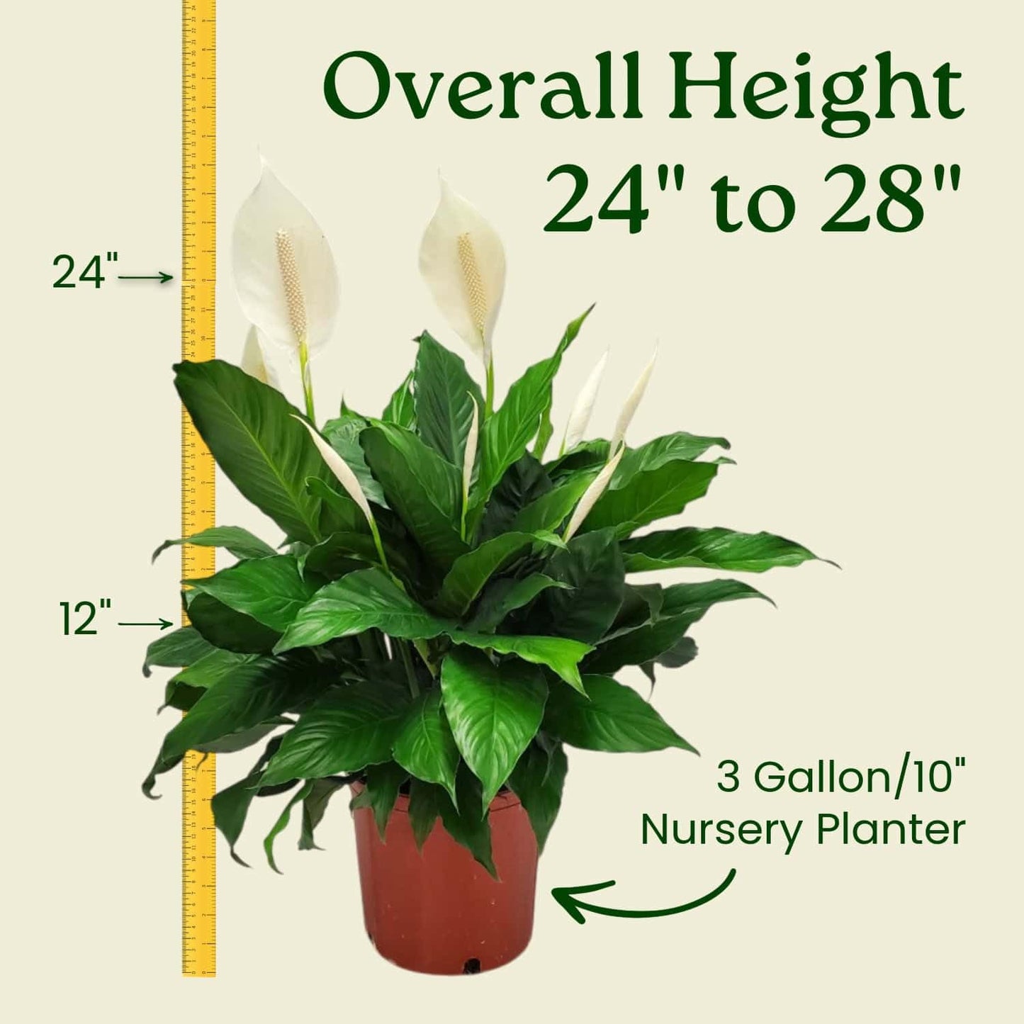 Spathiphyllum Peace Lily - Flowering Foliage Plant - 3 Gallon Planter - Overall Height 24" to 28" - Tropical Plants of Florida (Plant in Growers Pot)