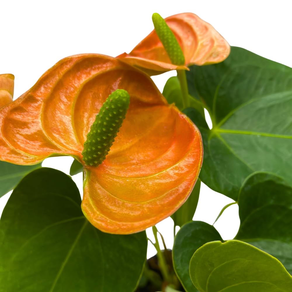 BubbleBlooms Anthurium Coral, Orange - ish in a 4 inch Pot Heart Shaped Leaf