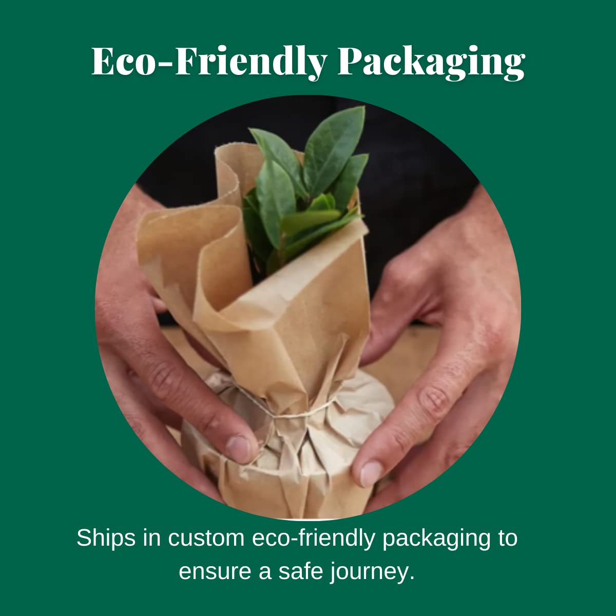 House Plant Shop | Maranta 'Lemon Lime' - 4" Pot | Live Indoor Plant | Easy to Care | Natural Décor Plant | Great Gifts| Free Care Guide