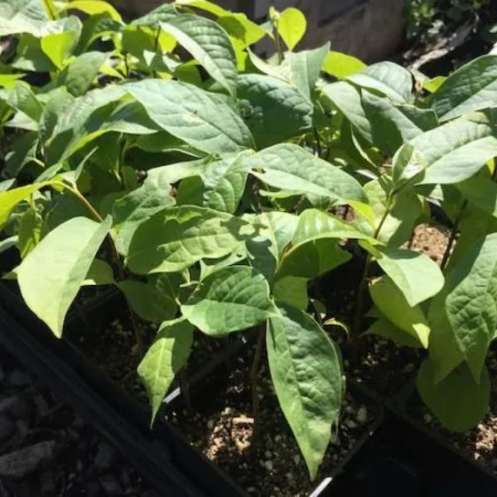 3 Pawpaw Trees Live Plants, 1 Year Old Paw Paw 7 to 12" Tall Bare Roots, Dormant in Winter