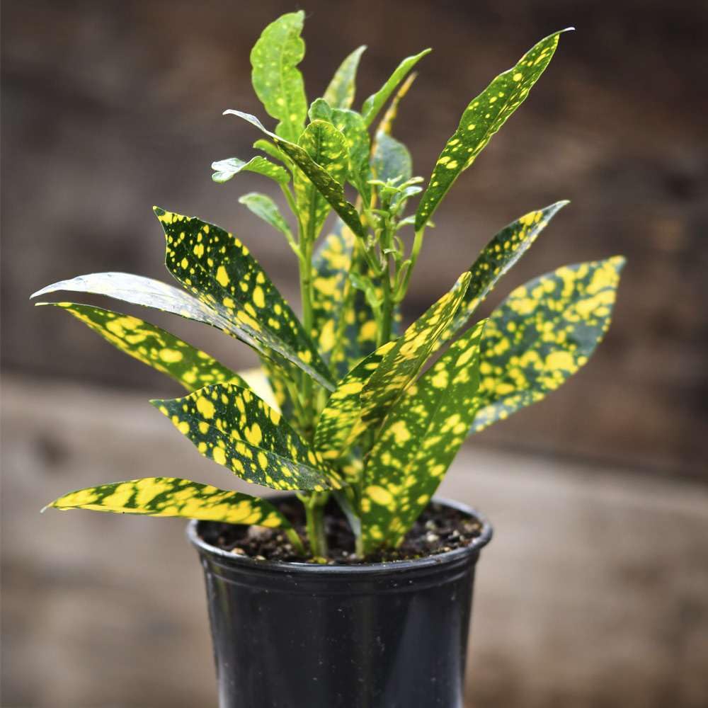 Croton 'Gold Dust' Live Plant for Indoor | Different Houseplants in 4'' & 6'' Pot | Real House Plant for Living Room, Office, Desk & Bathroom | Codiadeum variegatum | Gold Dust