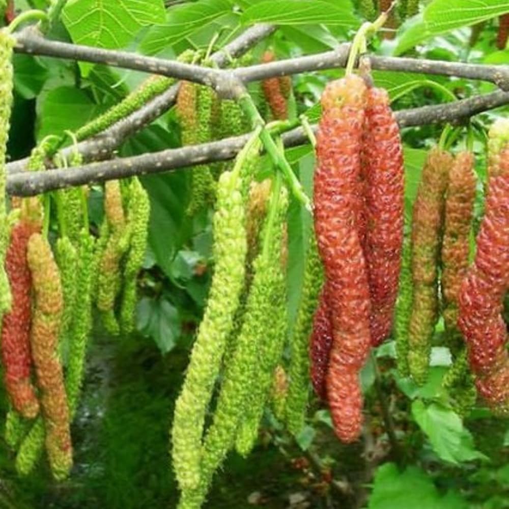 2 Mulberry Tree Live Plant, Pakistan Mulberry Plants Live for Planting Fruit Trees Indoor Outdoor Garden