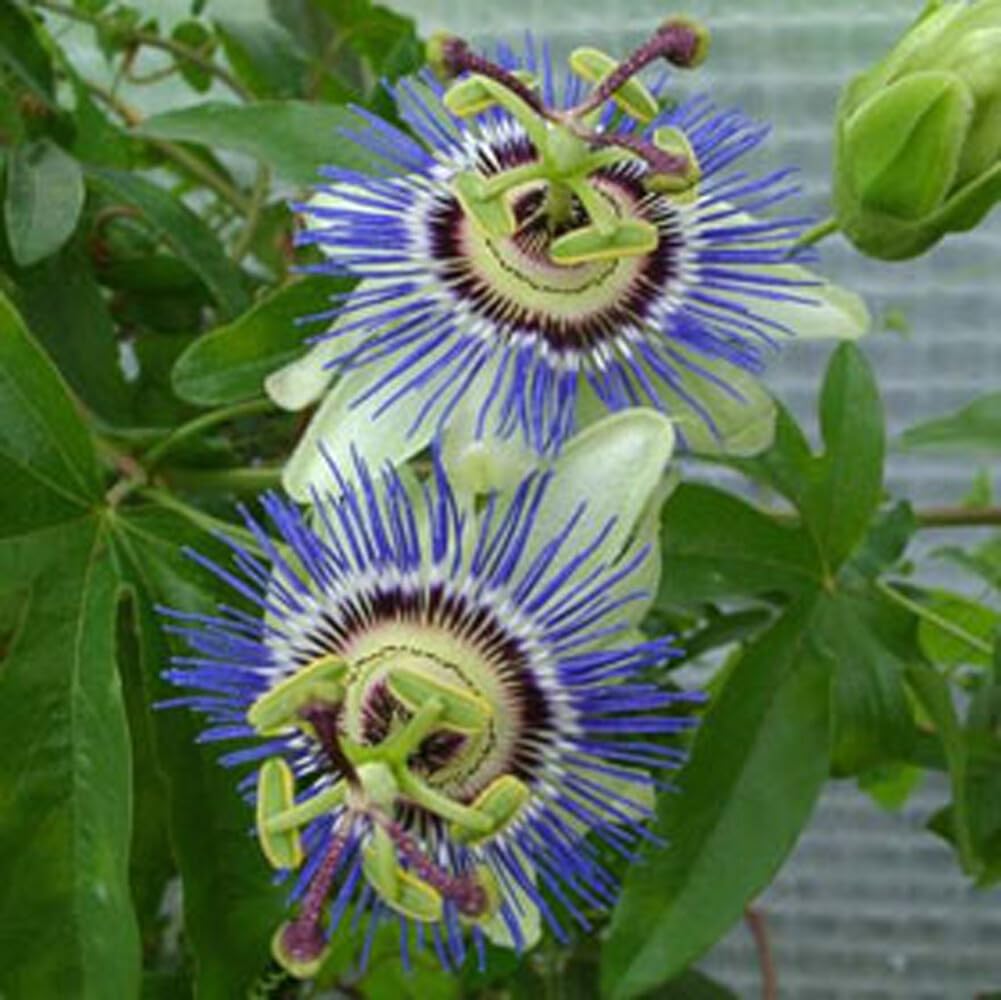 Live Plant - Hardy Blue Crown Passiflora caerulea Passion Flower Small Rooted Starter Plant