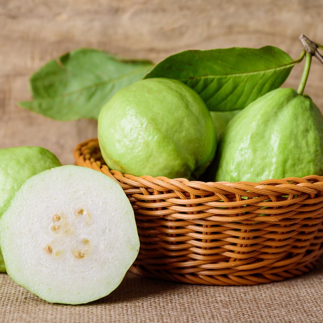 Live White Guava Tree Plant, Guava Tropical Fruit Tree, 2-3 Feet Tall in 3 Gallon Pot, Sweet Fruit for Outdoor Growing, No Ship to CA