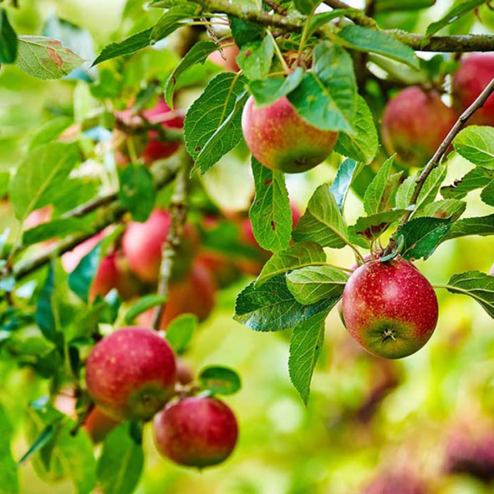 Gala Apple Tree Live Plant 1 to 1.5 Feet Tall, Red Apple Fruit Tree Plant Outdoor Indoor Garden