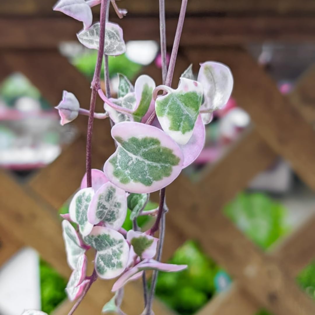 Variegated String of Hearts Live Plant in 2" Pot, Trailing Houseplant Indoor Outdoor, Fast-Growing, Indoor Hanging Succulent