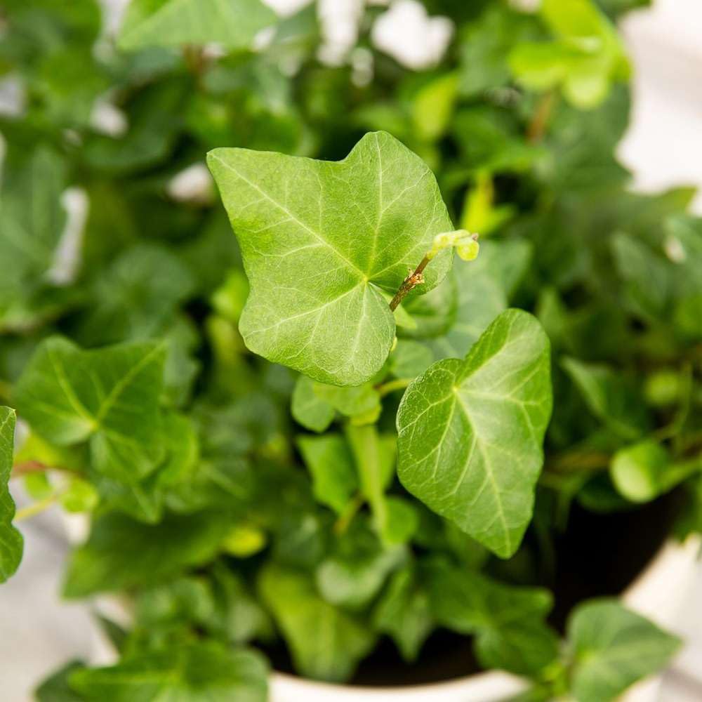 English Ivy Green Live Plant for Indoor | Different Houseplants in 4'' & 6'' Pot | Real House Plant for Living Room, Office, Desk & Bathroom | Hedera Helix Green California