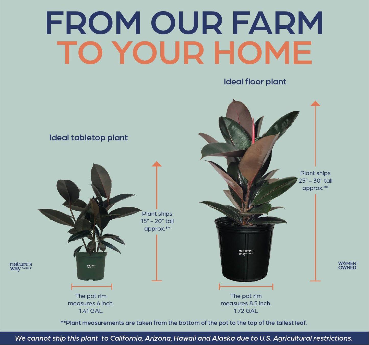 Nature's Way Farms Ficus Burgundy Rubber, Live Plant, Easy Care Indoor Tree, Large & Glossy, Grow in Indirect Bright Light, Perfect for Plant Lovers & Beginners, in Grower Pot (25-30 in Tall)