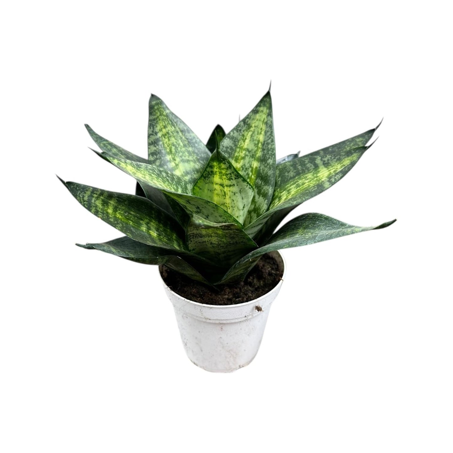 Live Plant, Snake Plant, Indoor Plant, Sansevieria, Air Purifying, Easy Care, 4 inch Pot by Hopewind Plants Shop (Tiger Star)