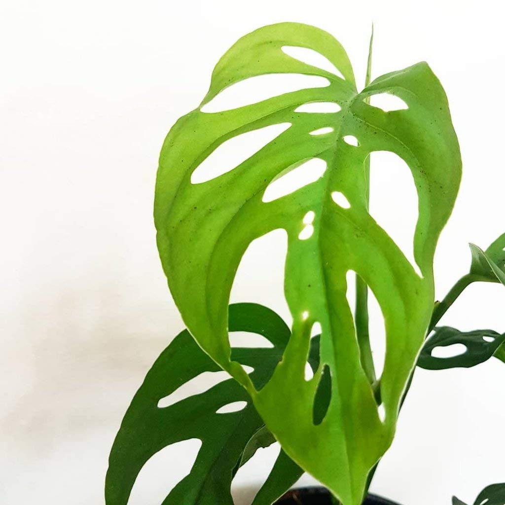 Monstera Swiss Cheese Plant - Live Plant in a 4 Inch Pot - Monstera Adansonii - Beautiful Easy to Grow Air Purifying Indoor Plant