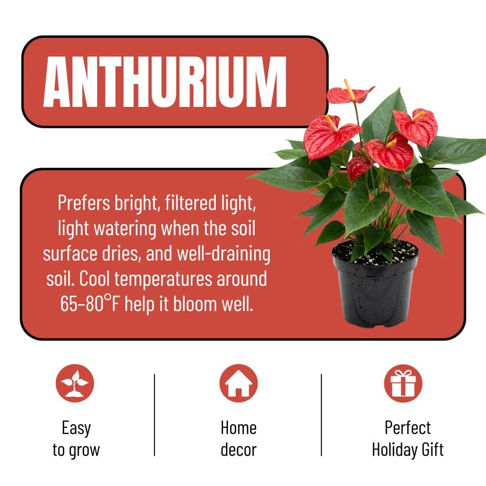 Red Anthurium Live Plant, 6 Inch Pot, Ornamental Anthurium Plant, Indoor Flowering Houseplant for Home Decor and Office