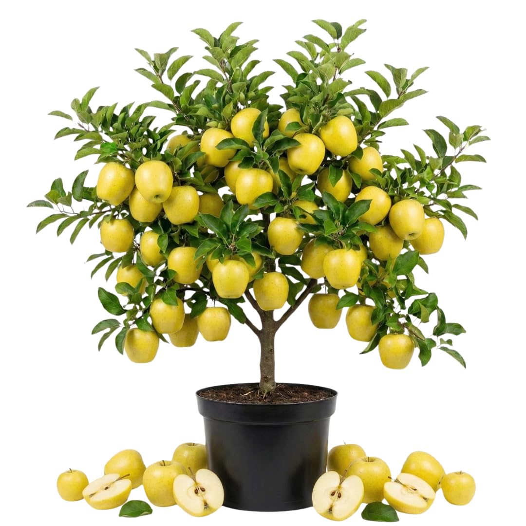Live Delicious Apple Tree Plant, Sweet Apple Fruit Tree 2-3 Feet Tall in 3 Gallon Pot, Hardy Outdoor Tree, Ready for Planting, No Ship to CA (Yellow Apple)