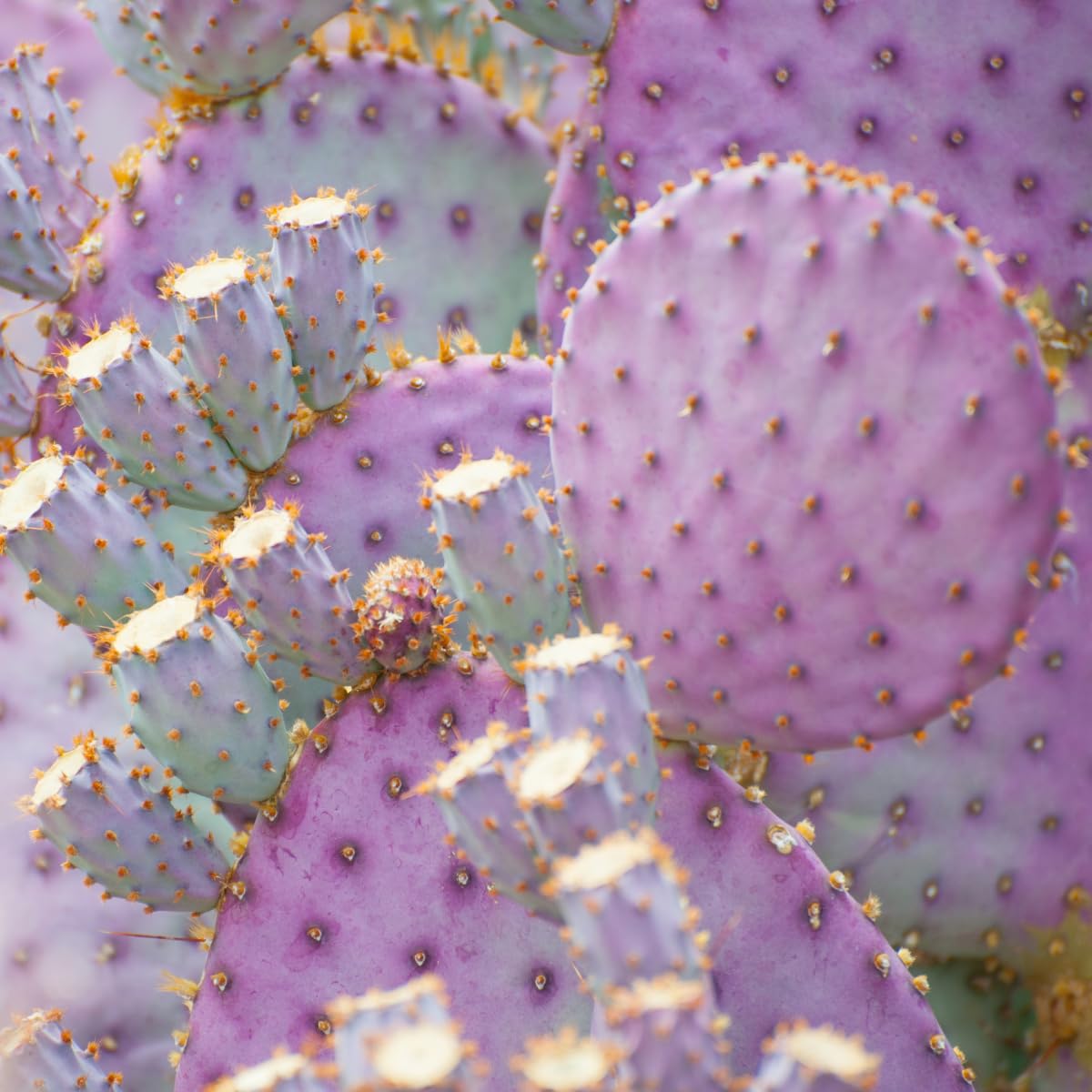 Purple Prickly Pear Cactus Plants Live in 3 Inch Pot, Hardy Colorful Cactus Plants, Great for Rock Gardens and Pots
