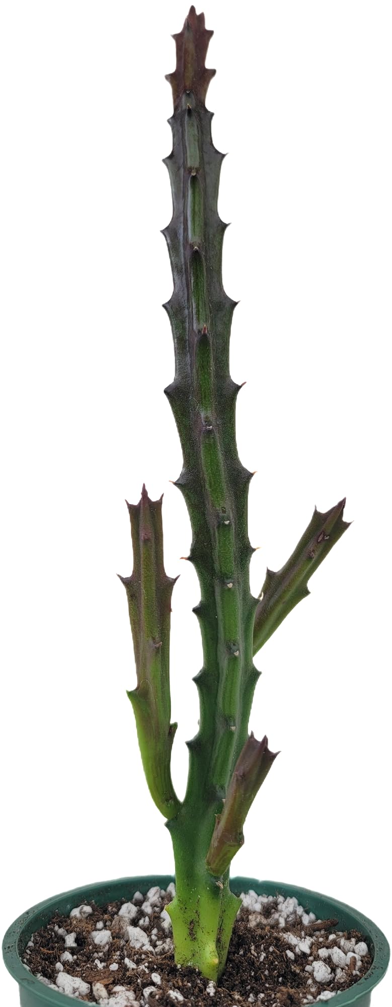 Lifesaver Plant with Purple Flowers - Live Plant in Pot - Stapelia Mutabilis - Beautiful Indoor Outdoor Cacti Succulent Houseplant with Exotic Blooms (1 Plant, in a 3.5" Pot)