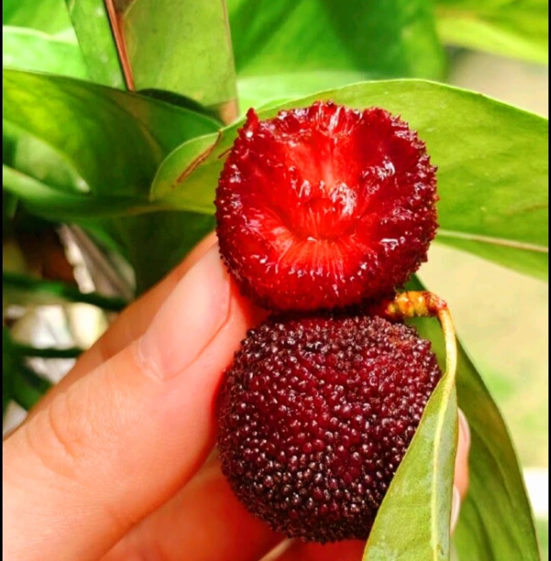 50 Bayberry Seeds, Fragrant Leaves Plant Seeds, Myrica Delicious Fruits