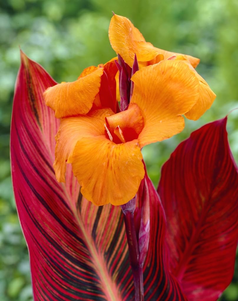 Van Zyverden Cannas Phaison Set of 3 Bulbs