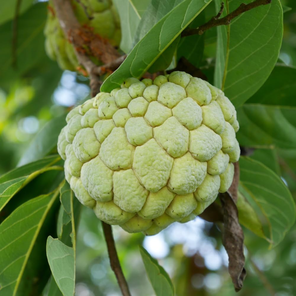 Green Sugar Apple Tree, Gallon Pot, 2-3 Ft Grafted Sugar Apple Tree Live Plant for Planting Outdoor Garden, Well Rooted, No Ship to CA
