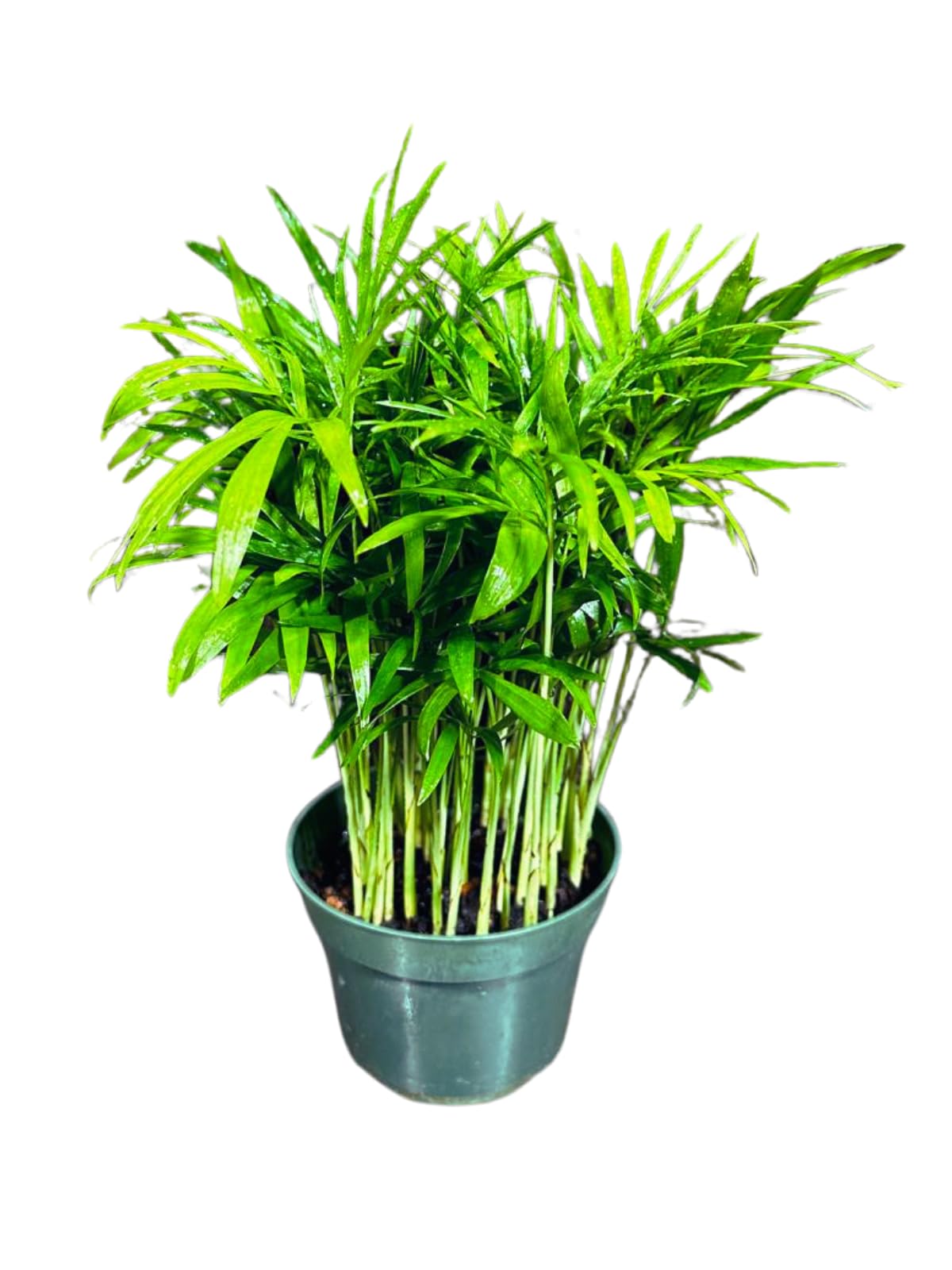 Live Parlor Palm in a 3 inch Nursery Pot - Golden Cane Palm Tree - Air Purifier Plant for Home Decor - Office Gift Indoor Plant