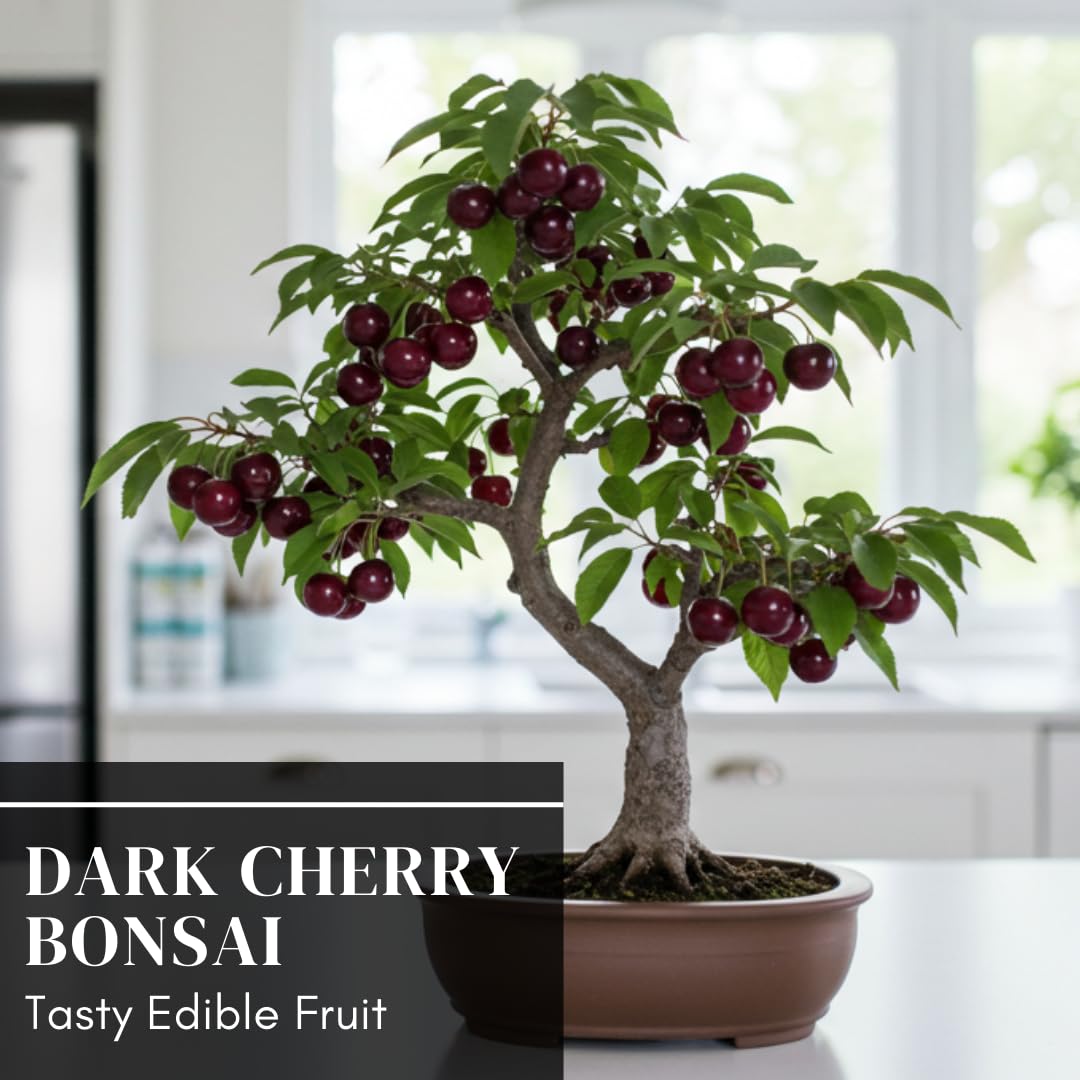 Dwarf Bonsai Black Cherry Fruit Tree Live Plant Seedling - Prunus serotina, Great for Home and Garden Yards Planting Dormant Seedling