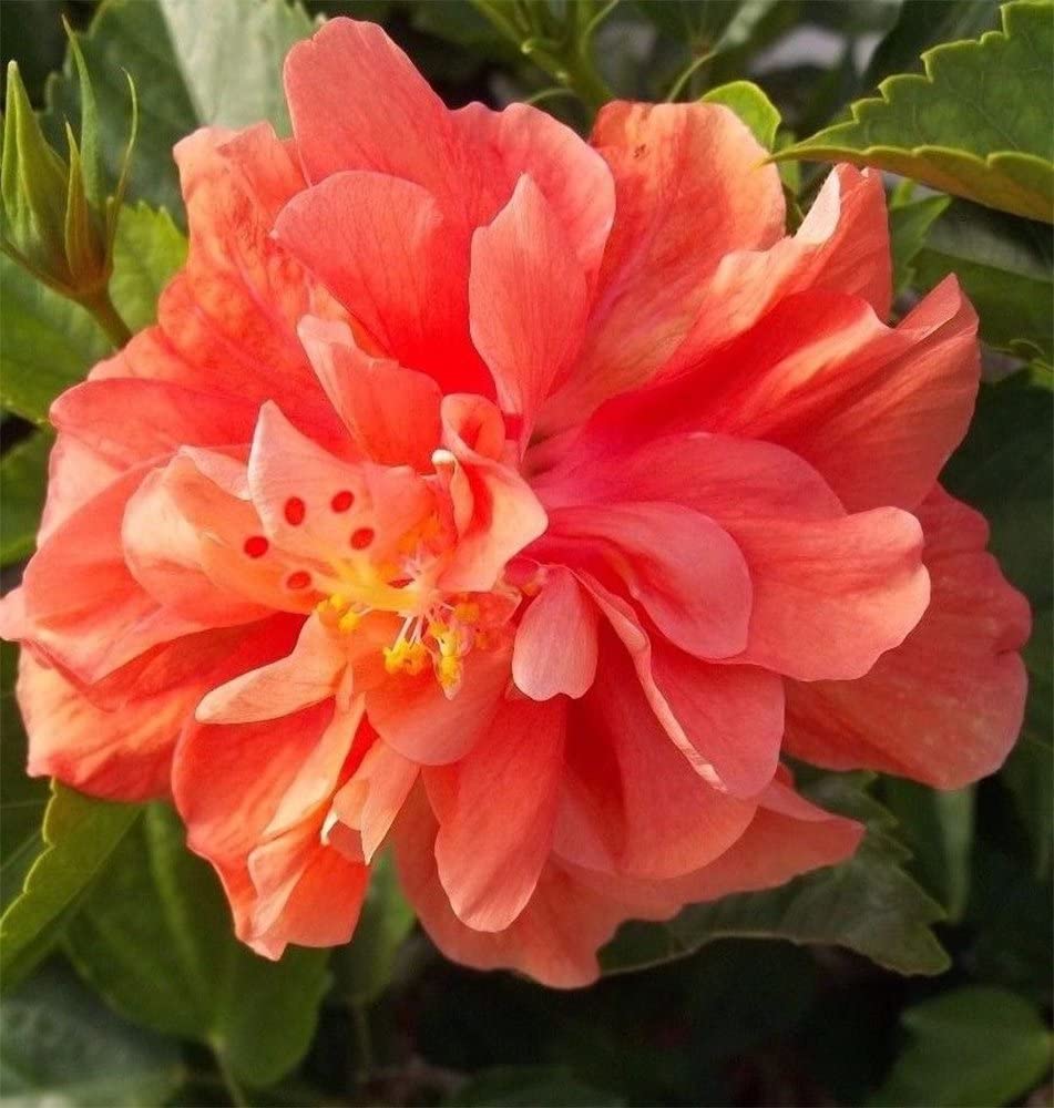 American Plant Exchange Hibiscus 'Double Peach' Plant – Live Flowering Bush, 10-Inch Pot, Tropical Double Blooms for Garden Beds, Patios, and Outdoor Landscapes