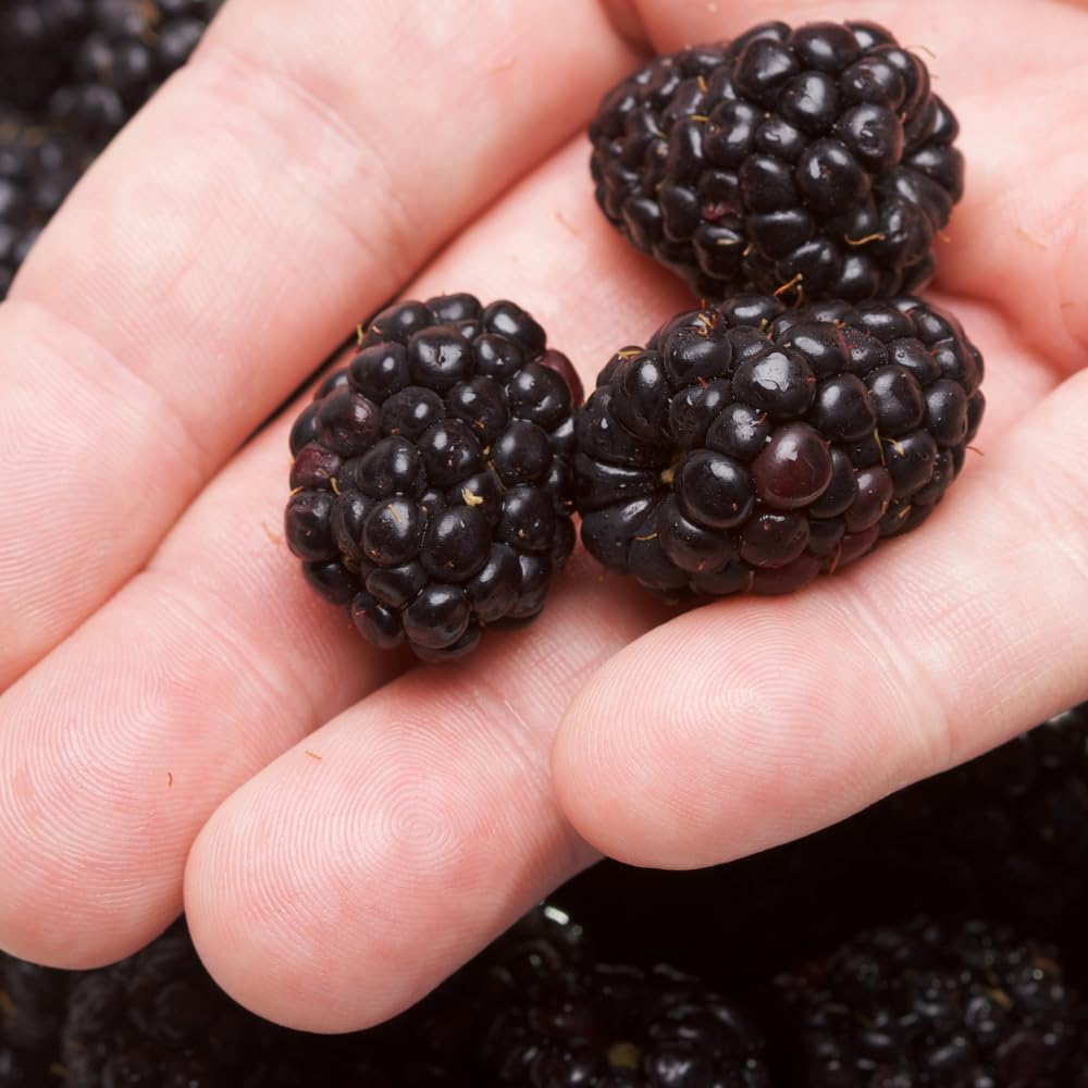 Pack 2 Thornless Boysenberry Plant, Boysenberry Plants Live for Planting, Fruit Tree Seedlings 4-6 Inches Tall, Fast Growing and Sweet Berries for Edible Garden