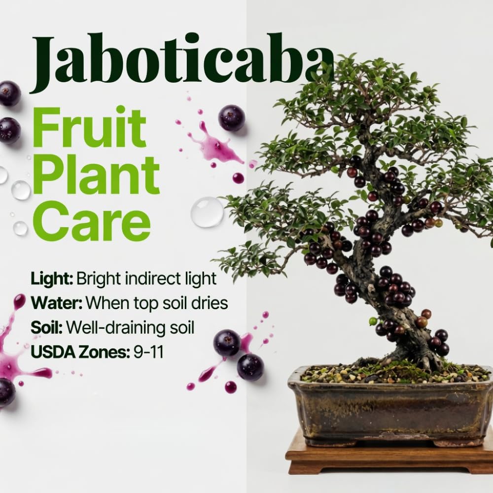 Jaboticaba Tree Live Plant in 3 Gallon Pot, Jaboticaba Sabara, Black Grape Fruit Trees from 2 to 3 Feet Tall for Outdoor Planting, No Ship to CA