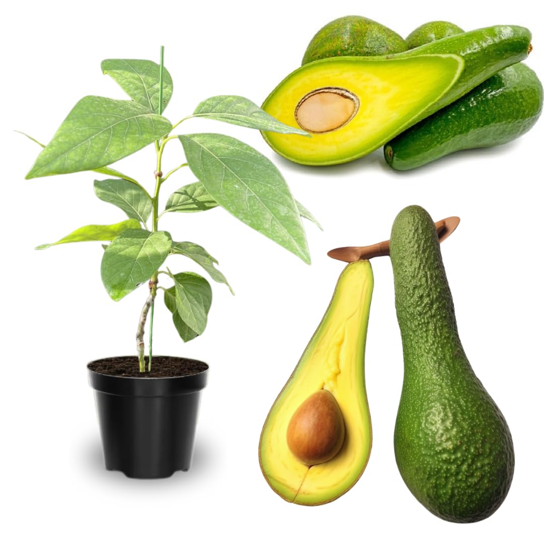 2-3Ft Large Avocado Tree Fruit Live Plant, Grafted Long Neck Avocados Trees Plants in 3 Gallon Pot, Tree Plant, 24-36 Inches in Tall