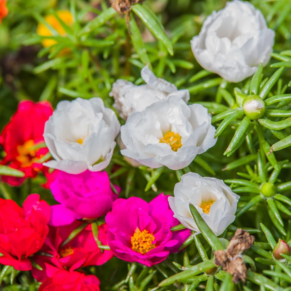 Set 2 Portulaca Plants, Portulaca Moss Rose Plants Live, 4-6 inch Flower Clump Groundcover Mix Color Flowers Plant
