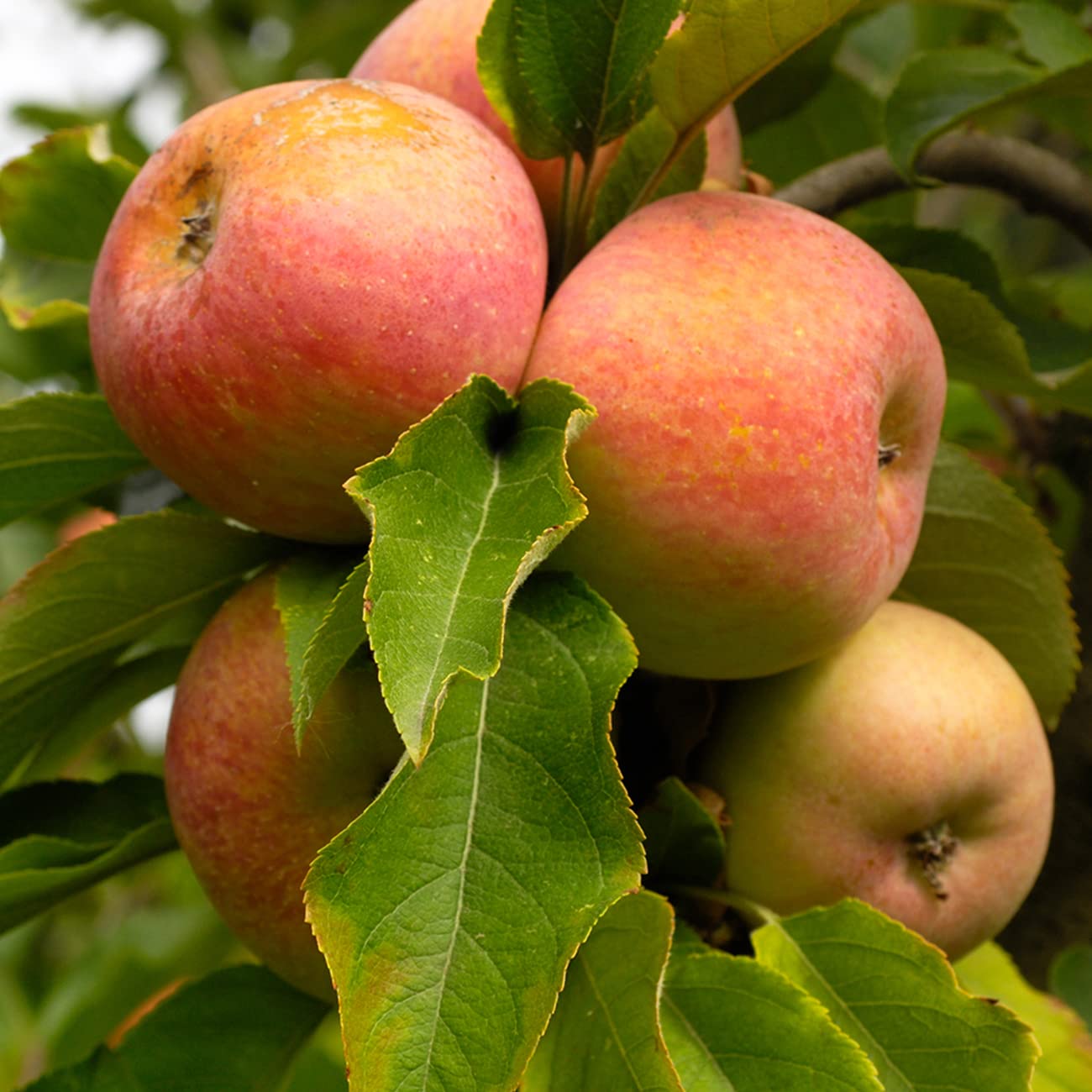 Perfect Plants Gala Apple Tree 1 Gallon | Live Fruit Trees for Outdoor Planting | Fresh Apples for Eating, Canning, & Dehydrating | Sweet & Tasty Fruits Ripen in Fall