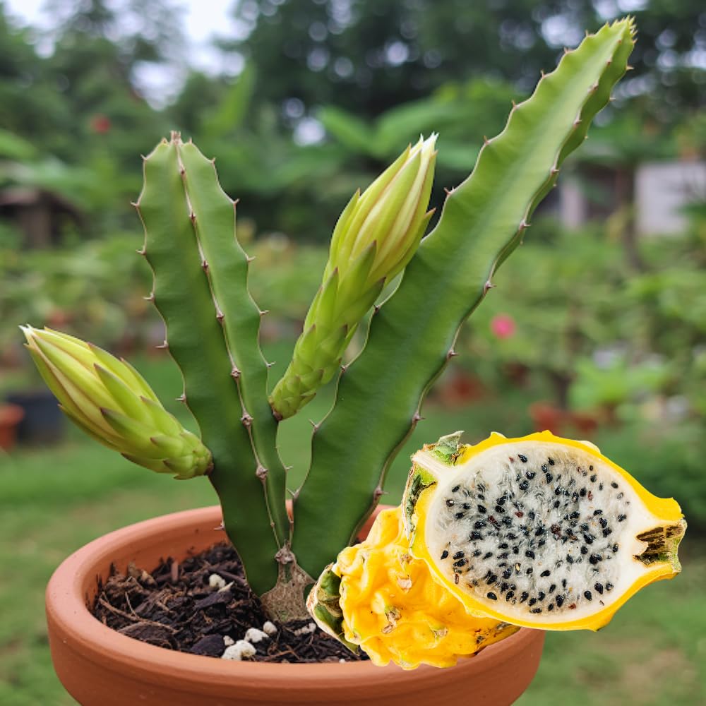 Set 3 Dragon Fruit Plants Live, Starter Plants from 3 to 6 Inches Tall, Dragon Fruit Live Plant for Garden