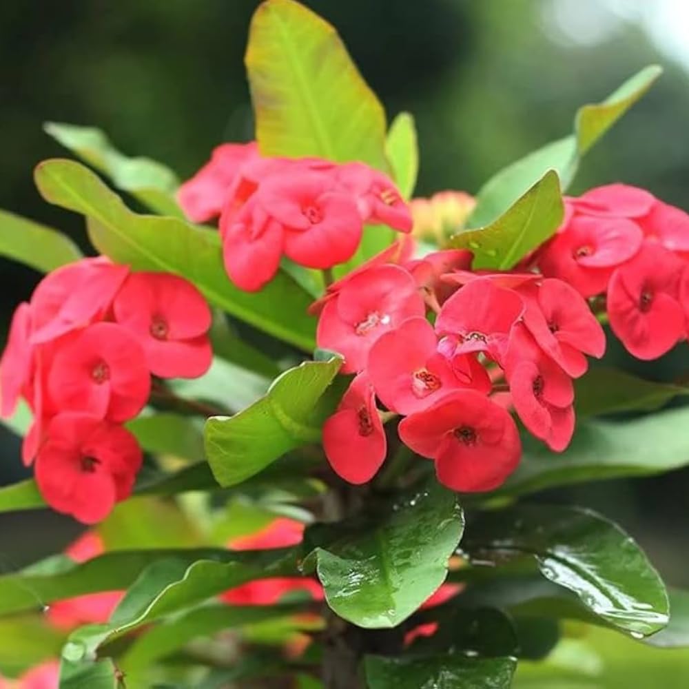 Red Crown of Thorns Plant Live, Euphorbia Milii Plant Live Potted 4 Inc, Cactus Plants Live Houseplants