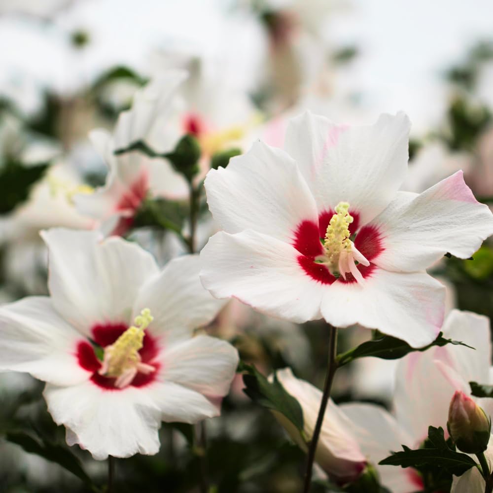 Rose of Sharon Plants Live, Full Rooted from 1.5 to 2.5 Feet Tall, Red White Althea Rose of Sharon Plant, Vibrant Flowers for Summer Color
