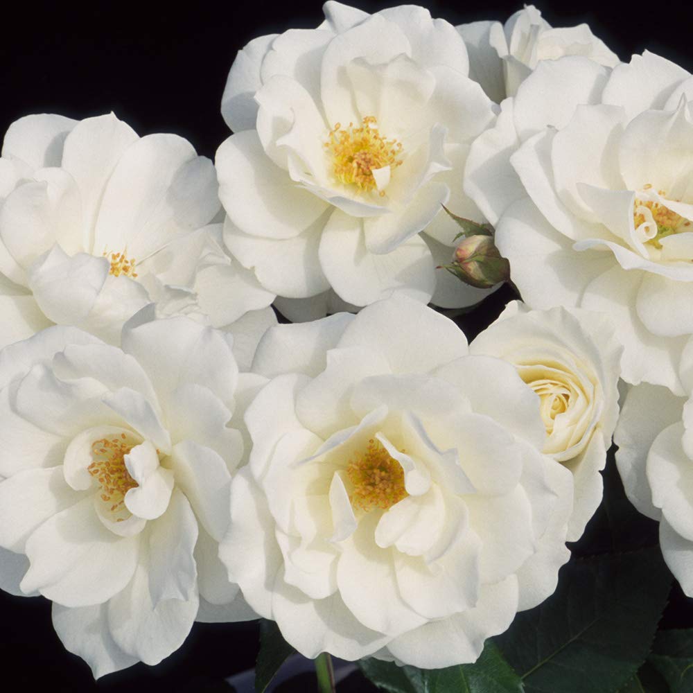 Heirloom Climbing Roses, Live Own Root Plant for Outdoor Garden, CL Iceberg, Moderately Fragrant, Hardiness Zones 5-10, Continual Blooming