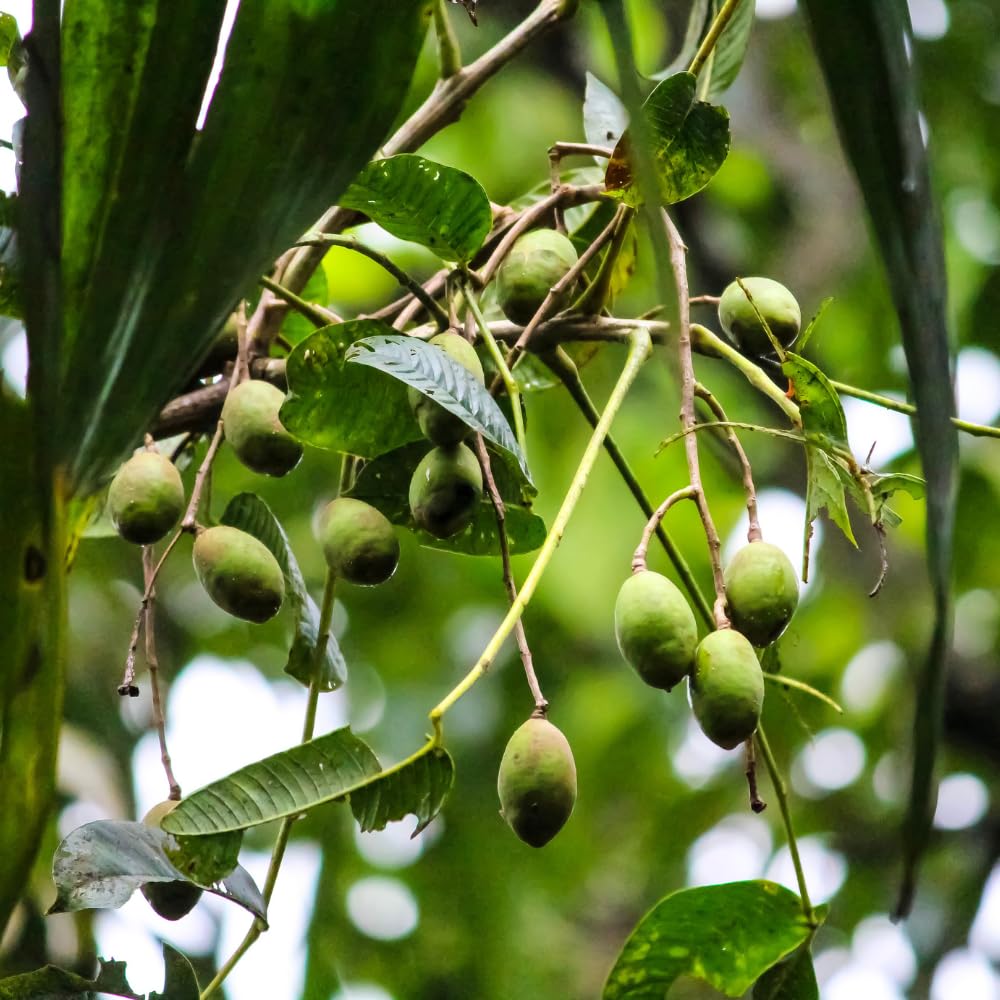 June Plum Tree Live Plant in One Gallon Pot, Tropical Fruit Tree Well Rooted 2-3 Feet Tall, Ready for Outdoor Garden