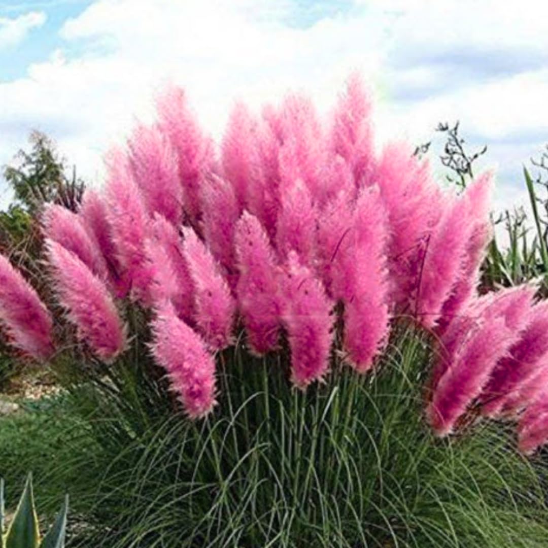 Ornamental Grass Seedlings Live Plant, Fully Rooted Pruned Back to 5 to 9 Inc in Tall Grasses Live Plants Perennial (Pink Pampas)