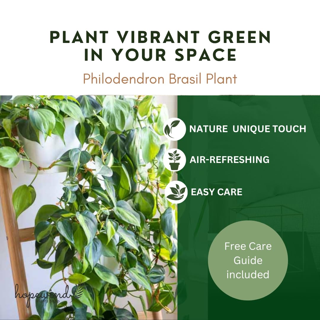 Hopewind Plnats Shop - Philodendron hederaceum Brasil, Rare Variety, Live Indoor Plant, 4 inch Pot