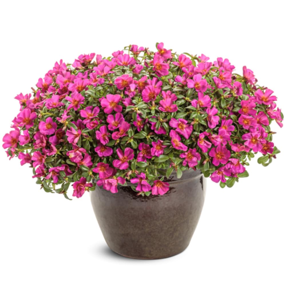 4 Deep Pink Moss Rose Plants Live, Portulaca Ground Cover Flowers, 4-6 Inch Tall Plants for Garden or Containers