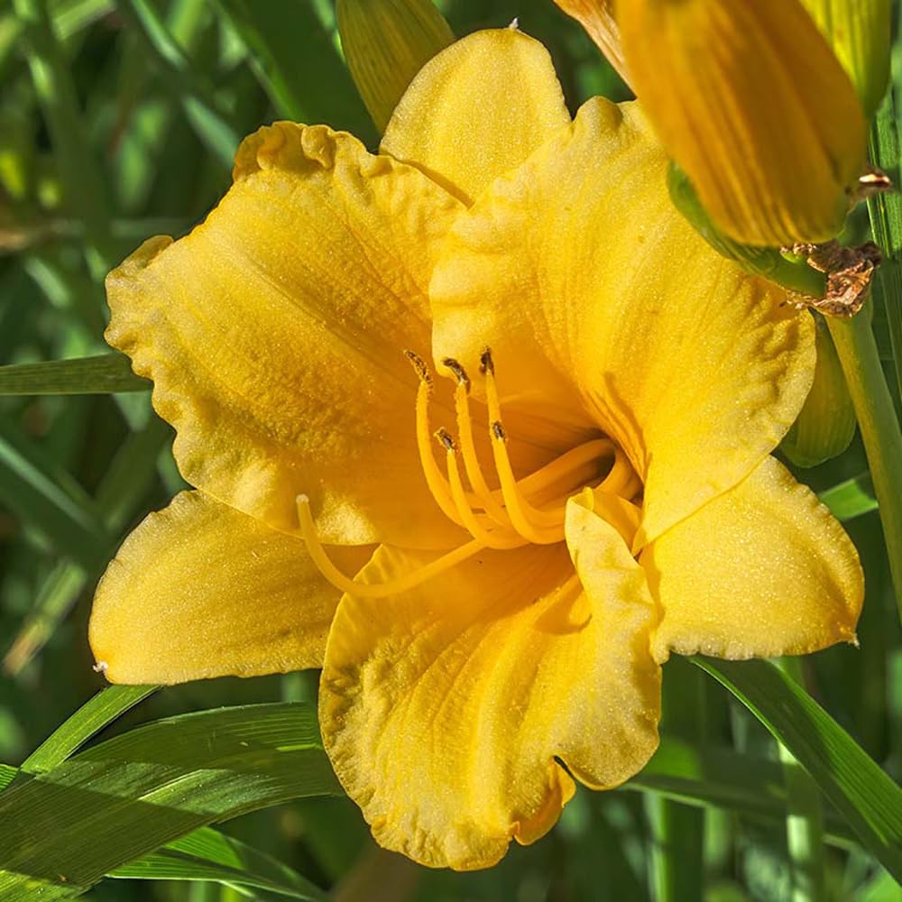 Complete Perennial Flower Bulb Garden - 25 Bulbs for 50 Days of Continuous Blooms (Summer Color from June Through October) - Easy to Grow Summer Planting Bulbs by Willard & May