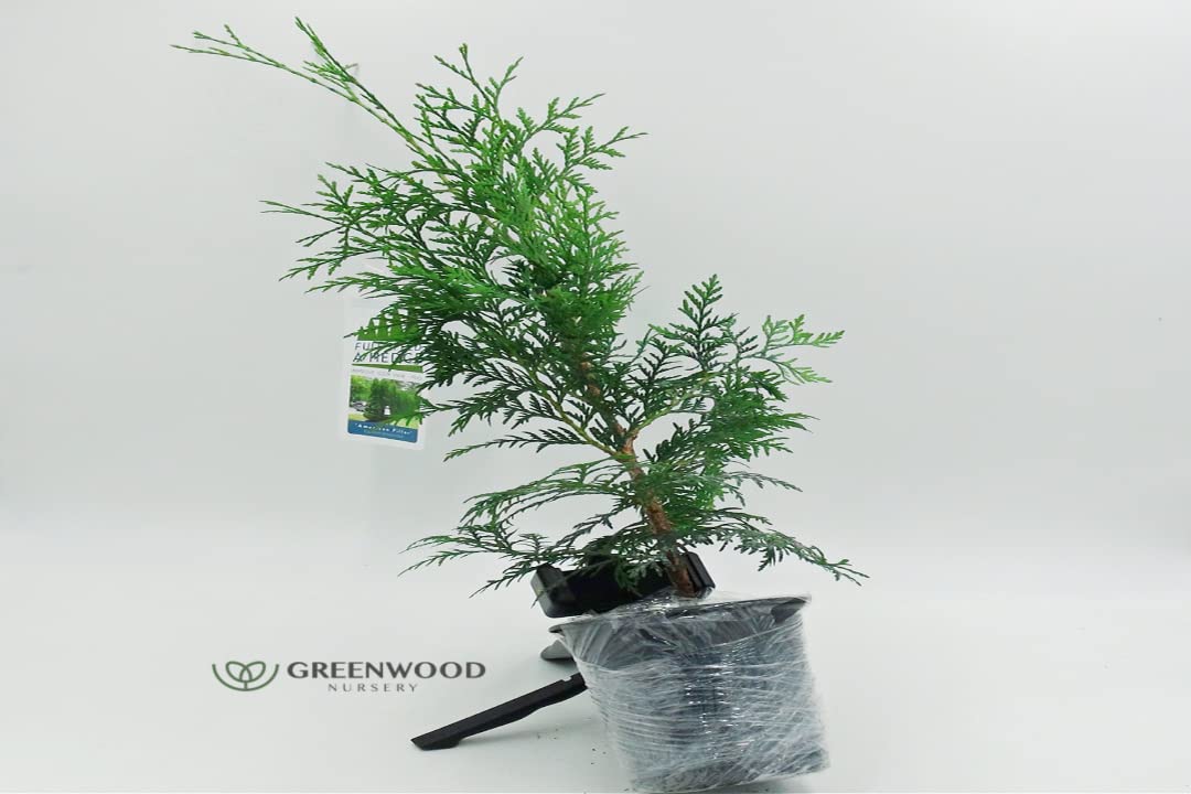 Greenwood Nursery: Live Trees - American Pillar Arborvitae Tree + Thuja Occidentalis - [Qty: 5X Quart Pots] - (Click for Other Available Plants/Quantities)