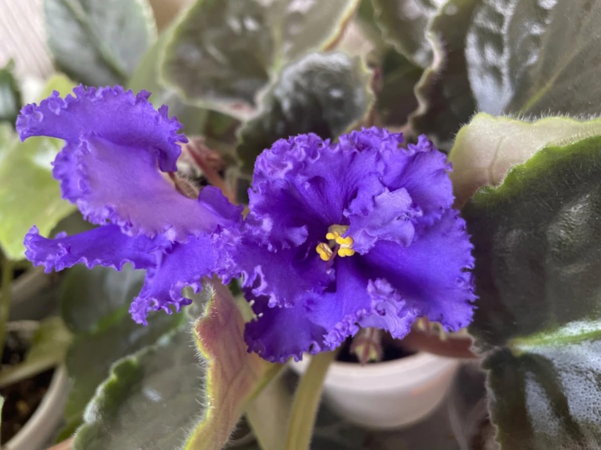 2 Mixcolor African Violets Live Plants, Random Pink Purple Red White Blue Flowers, Indoor Flower Plant, Blooms All Year Round 4 Inch Pot