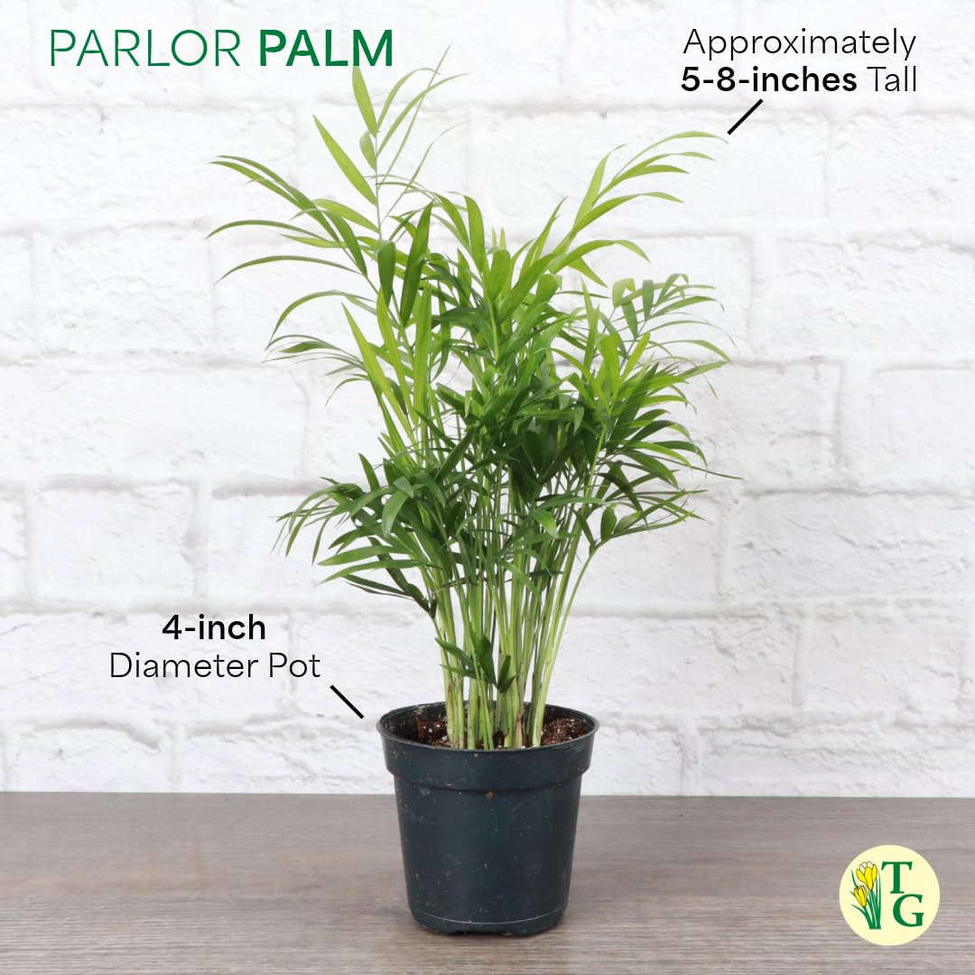 Thorsen's Greenhouse Parlor Palm Plant, Live Indoor Plant, Neanthe Bella Palm, Natural Air Purifier, Easy to Grow, Pet Safe Plant, 4-inch Diameter Pot (Natural)