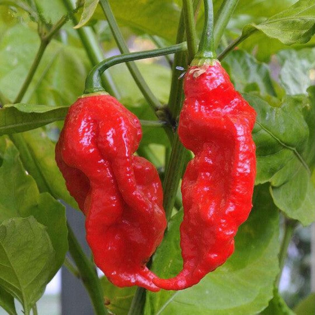 Bhut Jolokia Chile Ghost Pepper Plant Live in 2.5 Inch Pot for Planting Outdoor