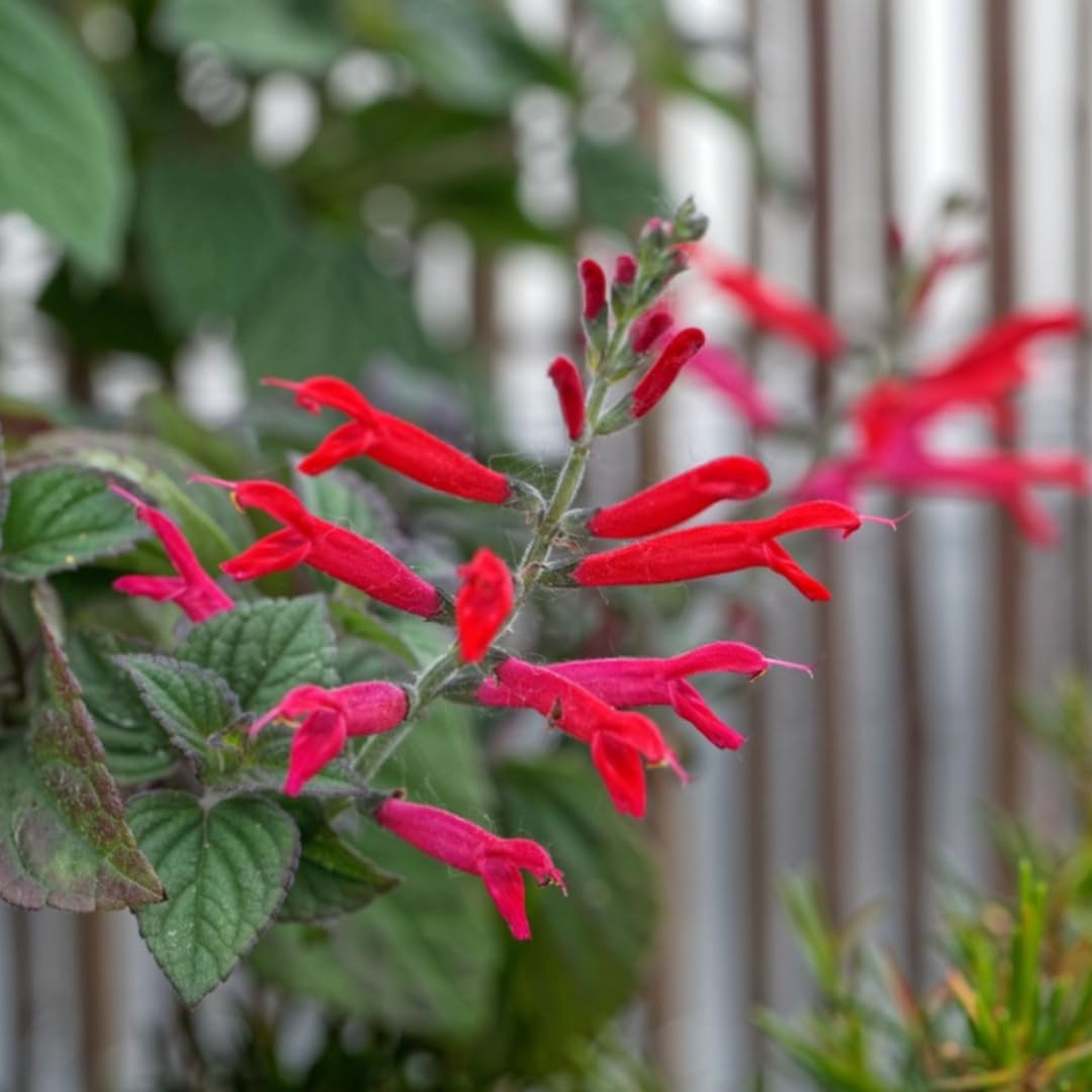 Yunaksea Pineapple Salvia Perennial Live Plant in 4 Inc Pot, Long Bloomer Red Salvia Sage Plant Live, Live Salvia Bush Shrub for Planting