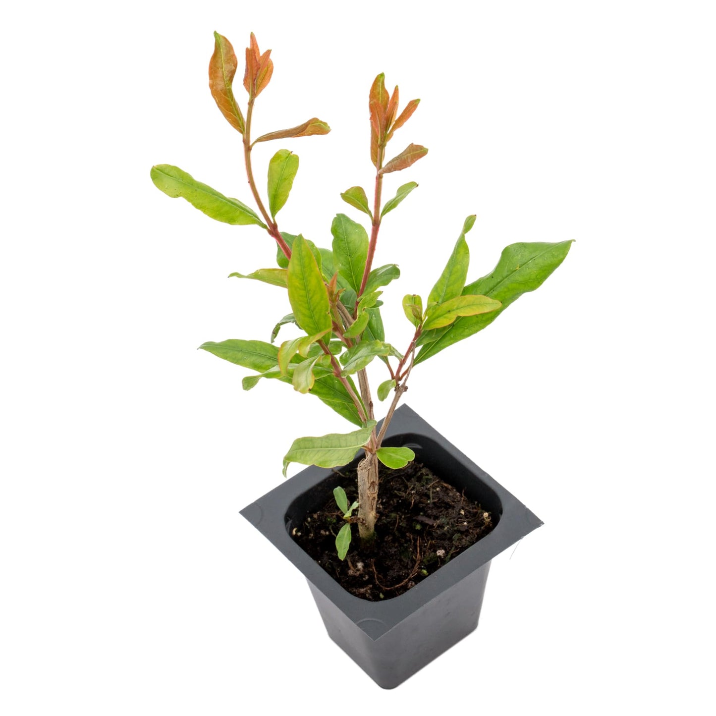 1 Pomegranate Wonderful Tree | Live Sapling in 2.5-inch Nursery Cube | Punica Granatum 'Wonderful' Variety | Hardy Deciduous Trees and Shrubs | Red Fruit-Bearing Plant