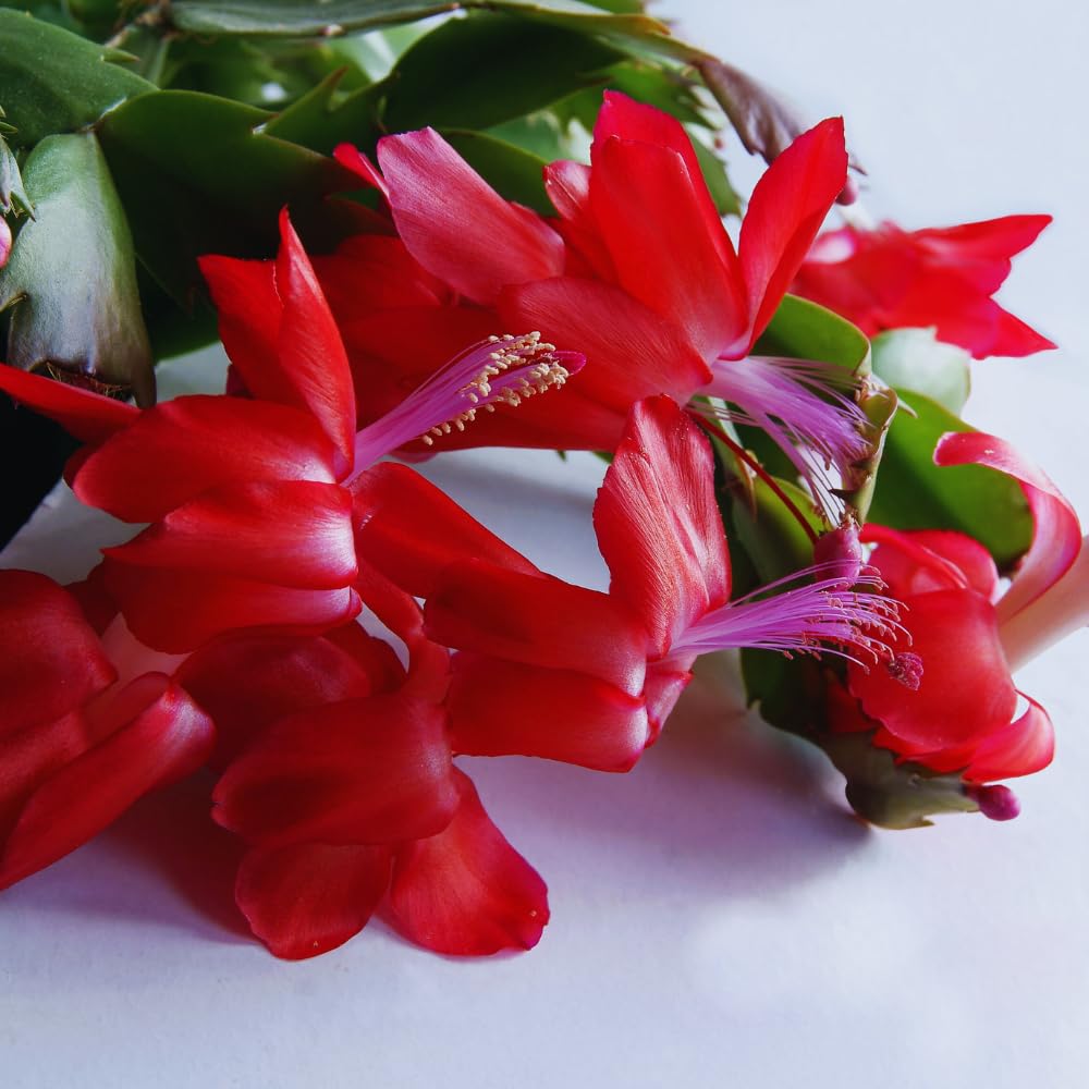 Christmas Cactus Plant Live, Red Christmas Cactus Plant, Holiday Cactus Plants for Gardening, 4 Inc Potted