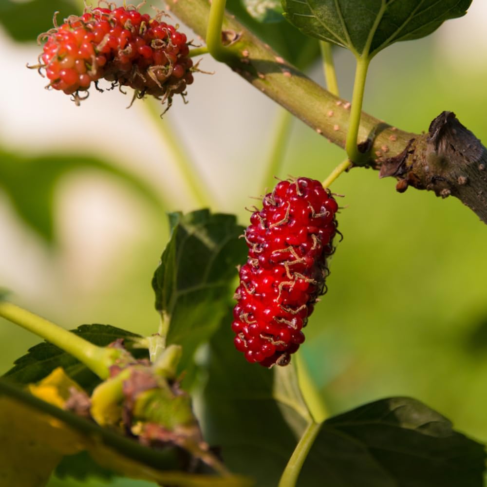 Red Mulberry Tree for Planting 4 to 8 Inch Tall, Mulberry Live Plant Outdoor, Mulberry Fruits