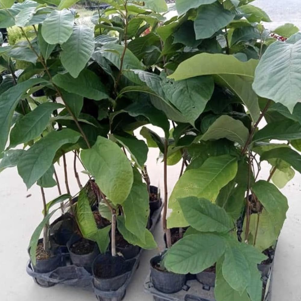 10 Months Old Pawpaw Tree Live Plant Seedling for Spring Planting, 6-12 Inches Tall, Quart Pot, Hardy Paw Paw Fruit Trees