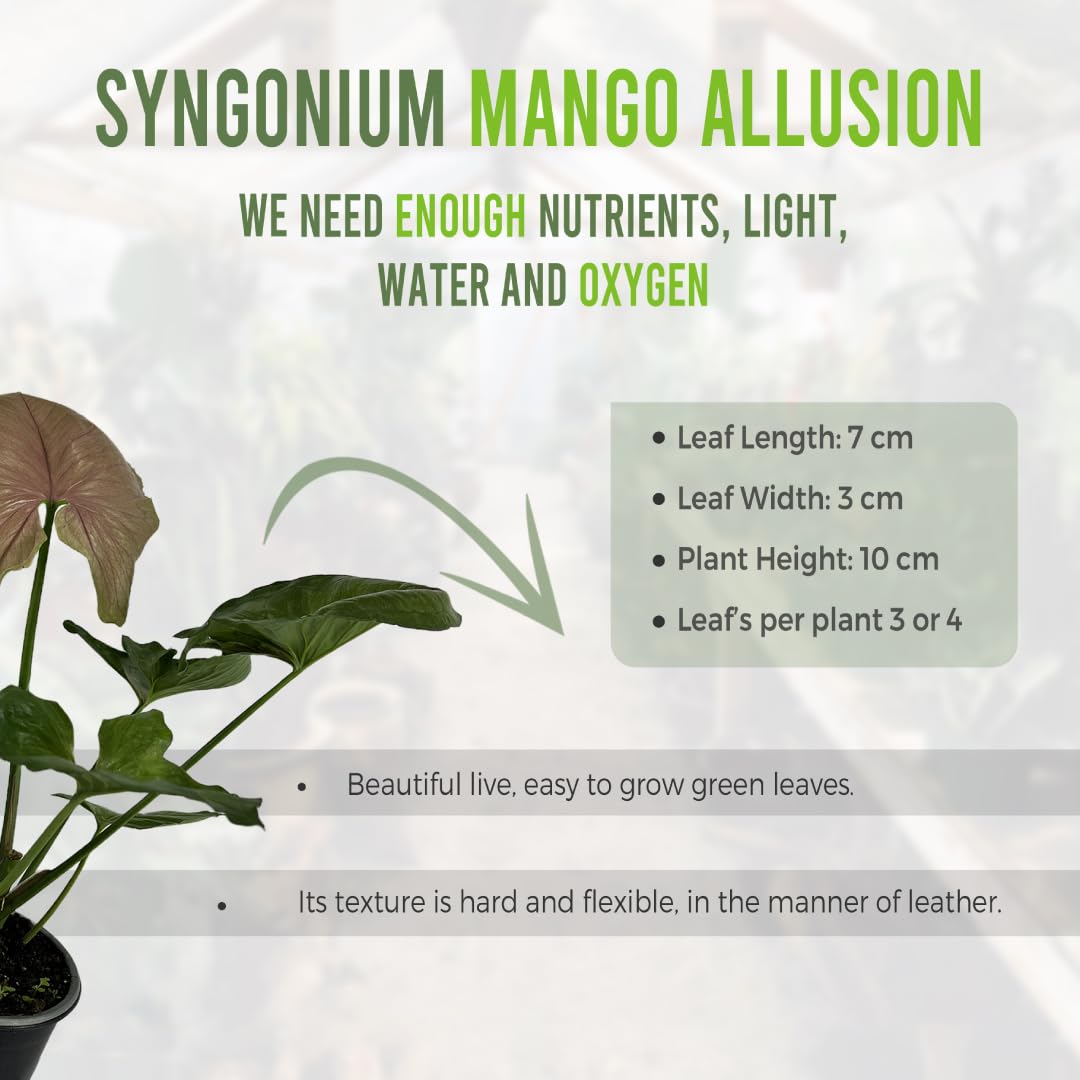 LEAL PLANTS ECUADOR Syngonium Mango Allusion (Pack of 2)| Rare Variegated Elephant Ear Houseplants | Tropical Syngonium Live Plants | Unique Variegated Foliage Indoor Plants for Home Decor
